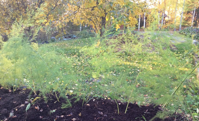 Pitkän linjan parsa-projekti etenee. Keväällä istutetut parsan juurakot ovat kasvattaneet varret. Satoa saadaan parin vuoden kuluttua.